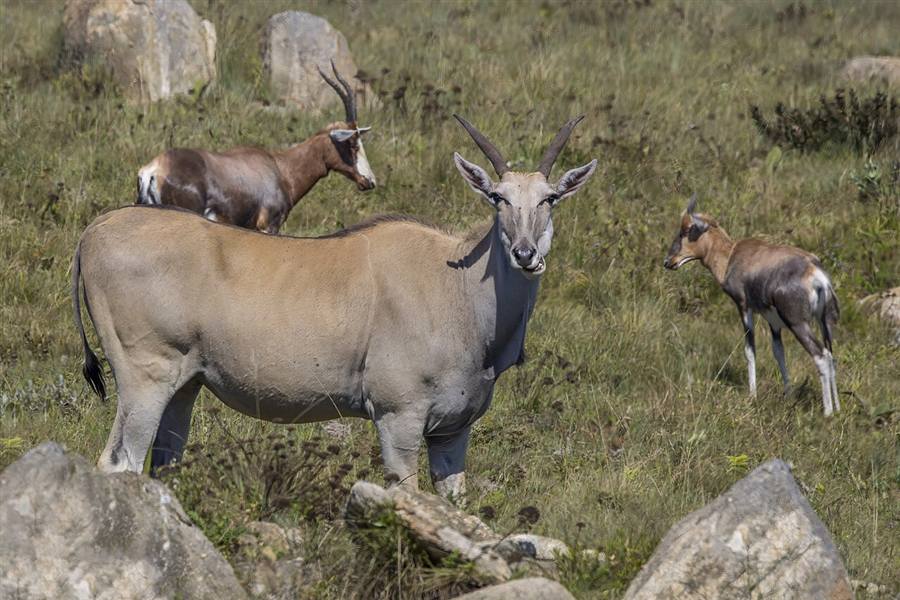 A majestic adult common eland with spiral horns standing in wild African grassland