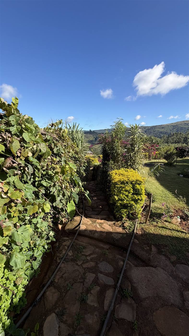 Stone garden path winding through lush greenery with Chimanimani mountain views