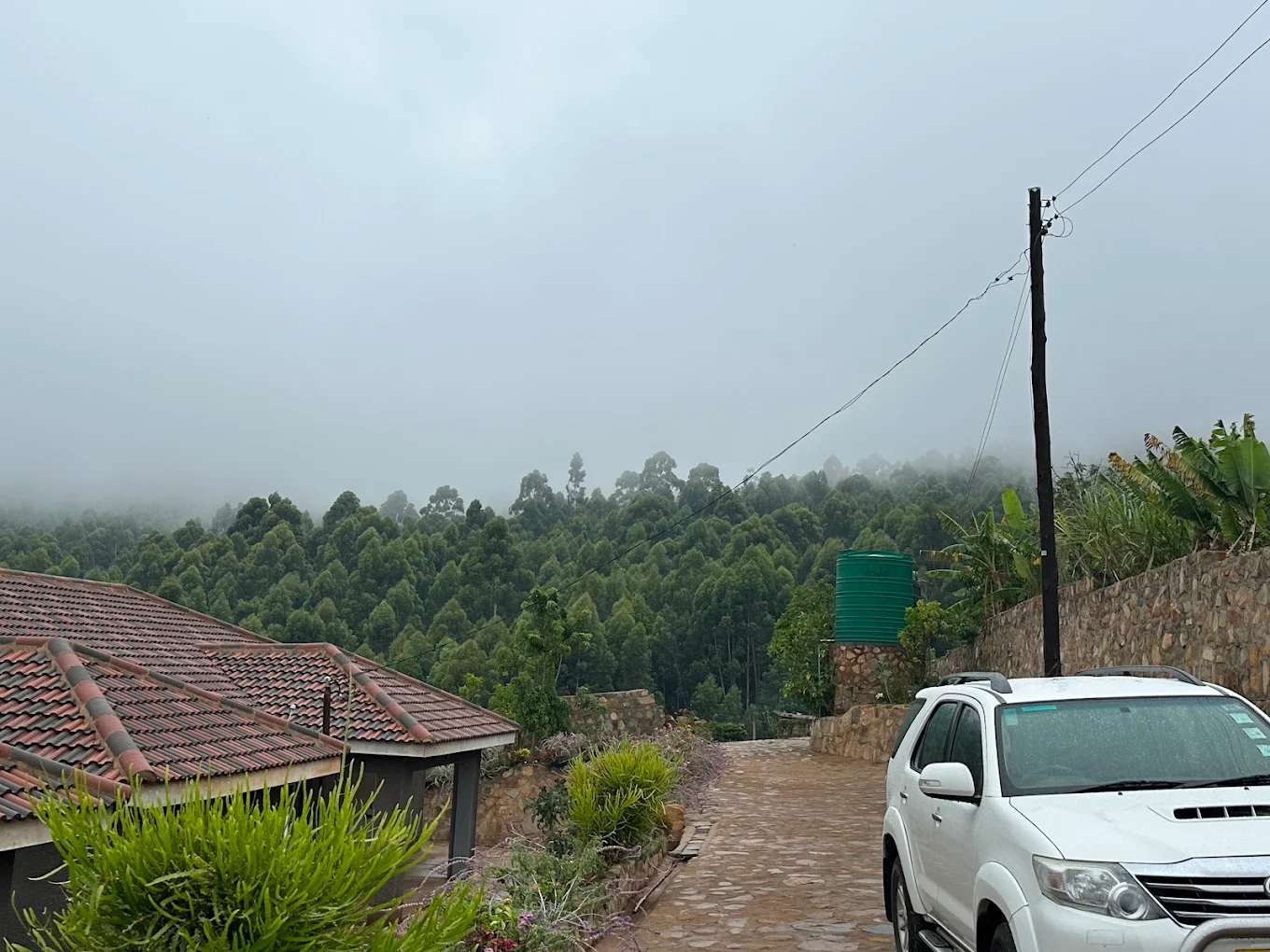 Mist rolling over the eucalyptus forest above the guest house driveway on a rainy Chimanimani morning