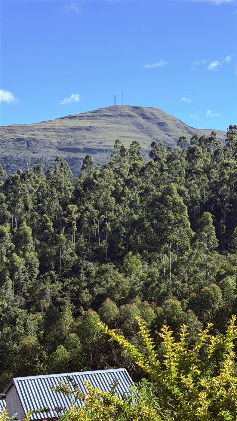 View of Pork Pie Mountain rising above pine and gum forest, seen from Eland Sanctuary in Chimanimani